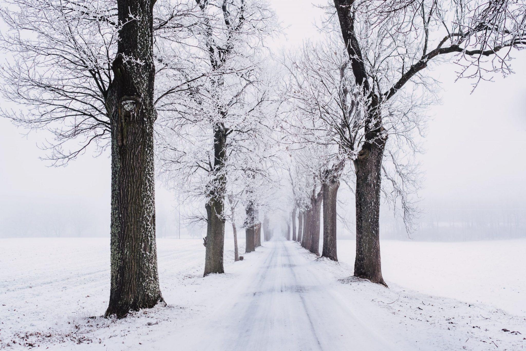 Snowy pathway surrounded by bare trees