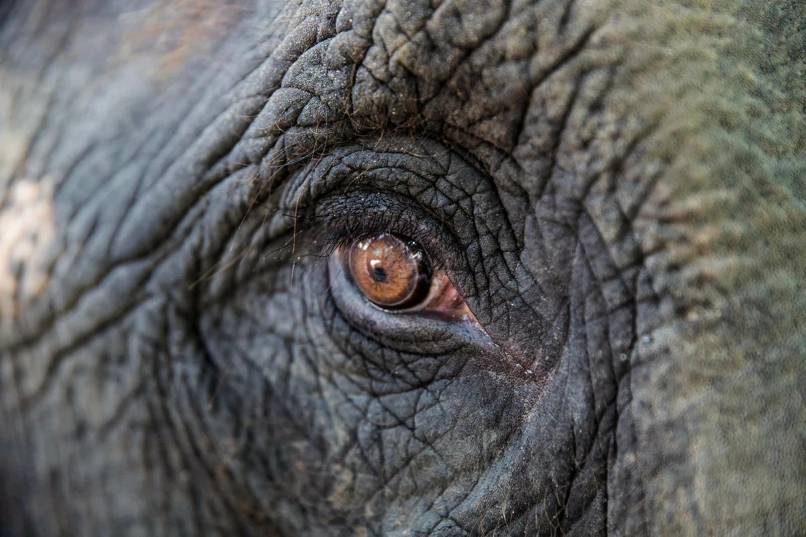A closeup of Mosha’s eye at the Friends of the Asian Elephant hospital in Lampang, Thailand. Mosha is one of over a dozen elephants who have been wounded by landmines on the Burmese border, the site of an ongoing civil war. Photo and story credits by Taylor Weidman.