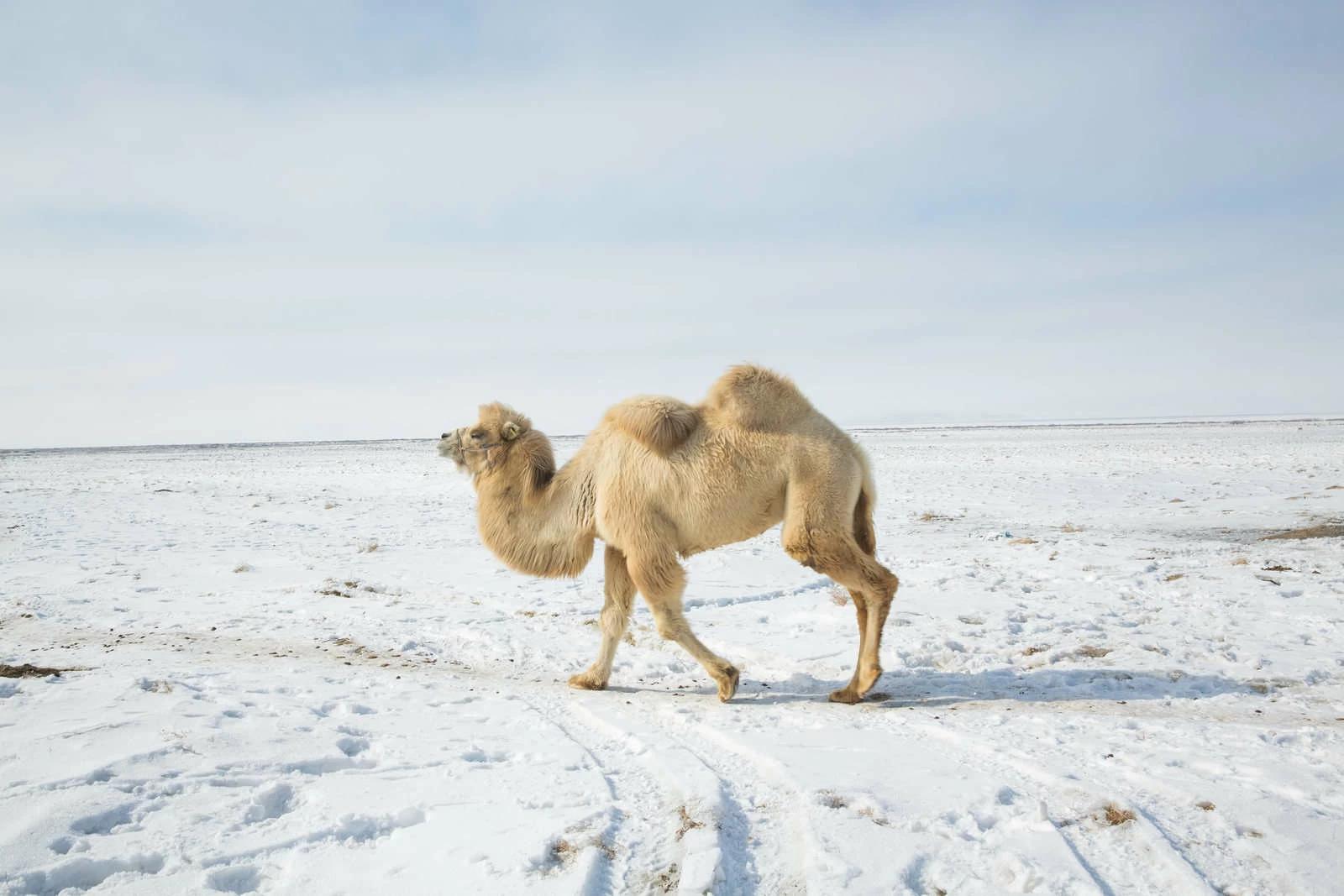 A camel walks near Tastubek, Kazakhstan. The Aral Sea, once the fourth-largest lake in the world, started drying out and shrinking due to disastrous Soviet irrigation policies, but a dam has brought water – and fish species- back to the northern section. Photo and story credits by Taylor Weidman.