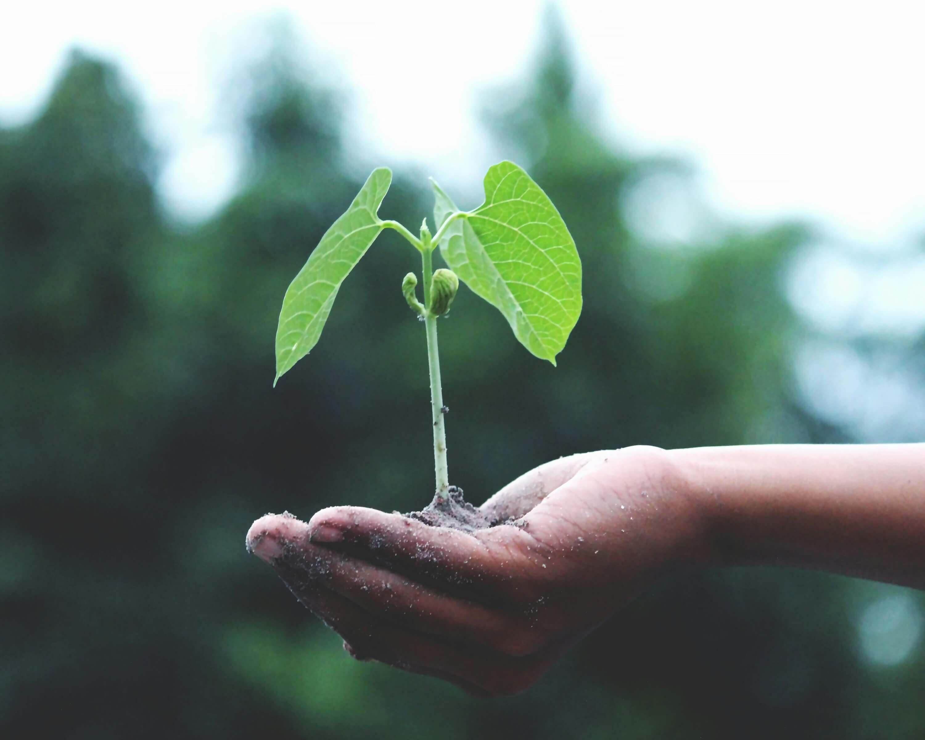 Great DAM Vendors Don't Sell Systems, They Partner for Growth