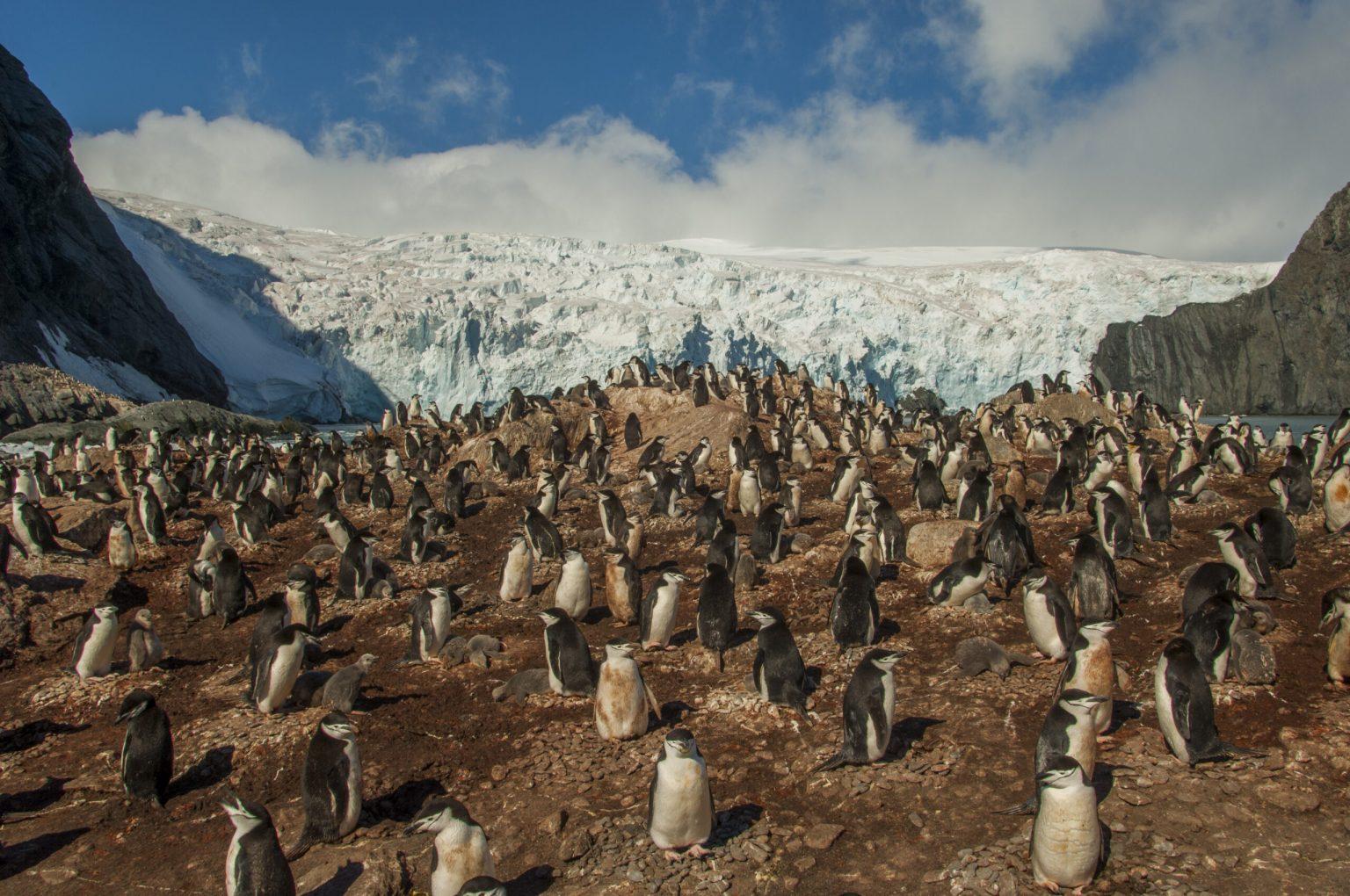 The Chinstrap penguin (Pygoscelis antarctica) colony with a glacier in the background at Point Wild, where the men of the Shackleton Endurance expedition 1914 to 16 survived, on Elephant Island, an island in the South Shetland Islands archipelago off the Antarctic Peninsula. Photo and story credits by Wolfgang Kaehler