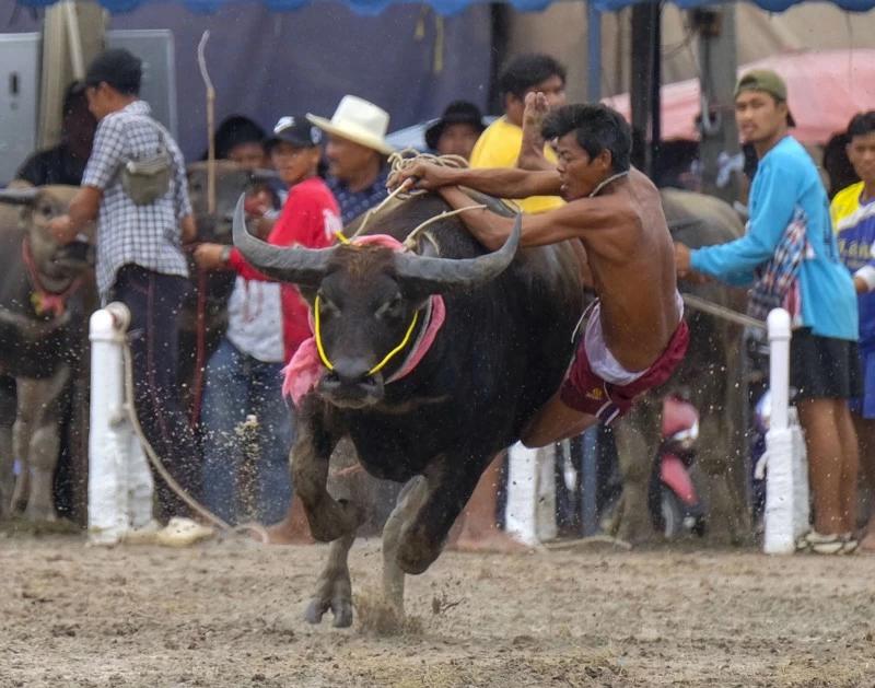 A rider falls from his animal as he competes at a festival honoring water buffaloes. The annual festival marks the end of Buddhist Lent.