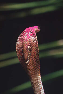 King cobras in Thailand: why some villagers worship the snake and others  drink its blood